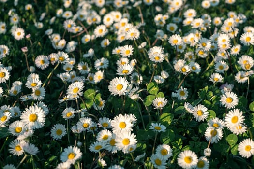 Chamomile flower field. Daisy in the nature. Flowers in summer day. Chamomile flowers field wide background in sun light. Top view