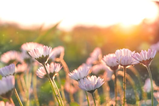 Chamomile flower field. Close up daisy in the nature. Flowers in sun light.