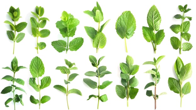 A variety of mint leaves, a terrestrial plant and herb, displayed artistically on a white background. The vibrant green colors create a visually appealing piece of art