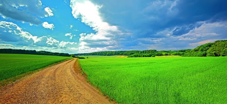 Farmland, road and trees with grass in environment for conservation, travel or roadtrip and landscape. Grassland, street or cornfield with field, sustainability or ecosystem for countryside adventure.