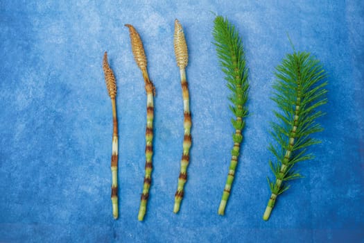 fresh branches of the medicinal plant horsetail, Equisetum arvense, used for health care, freshly picked from the forest in various stages of growth on a blue background and copy space