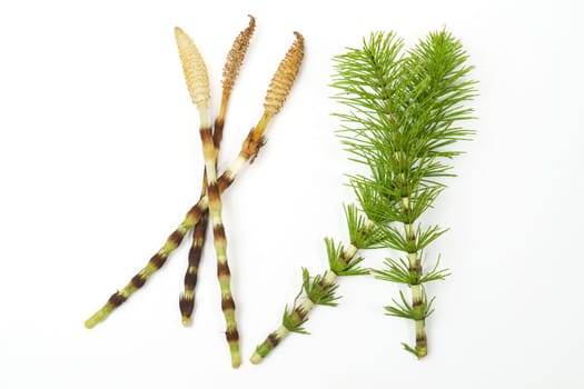 fresh branches of the medicinal plant horsetail, Equisetum arvense, used for health care, freshly picked from the forest at various stages of growth on a white background and copy space