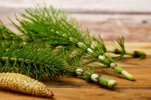 fresh branches of the medicinal plant horsetail, Equisetum arvense, used for health care, freshly harvested from the forest in various stages of growth on a wooden table and copy space