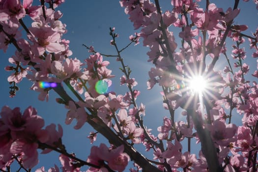 peach tree with pink flowers and a blue sky. The sun is shining on the tree