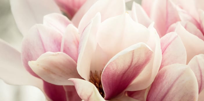 Magnolia Sulanjana flowers with petals in the spring season. the beautiful pink magnolia flowers in spring, selective focusing.