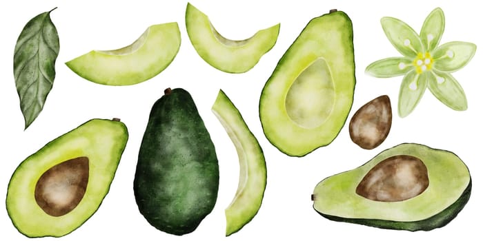 Avocado watercolor big set. Isolated hand drawn drawings of fruit parts, leaves and flowers. Clip art of ripe fruit on a white background. Ideal for menu design, vegetarian recipe books and fresh food store tags