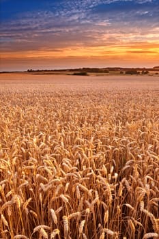 Sunset, open field and wheat plants on farm, ecology and travel to countryside or outdoor nature. Dusk, food and earth for landscape or peace and calm sustainability, grain and growth in environment.