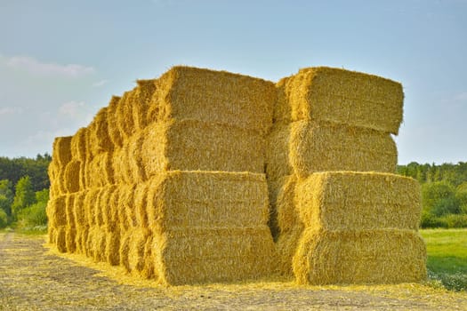 Grass, bale and stack of hay in field from harvest of straw in summer on farm with agriculture. Farming, haystack and collection of grazing from sustainable growth in countryside and pasture.