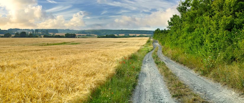 Field, countryside and outdoor with sunshine, dirt road and plants with journey and adventure with leaves. Path, clouds and growth with landscape and summer with agriculture, environment and bush.