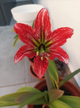 Red and White Hippeastrum flower close-up. Amaryllis flower