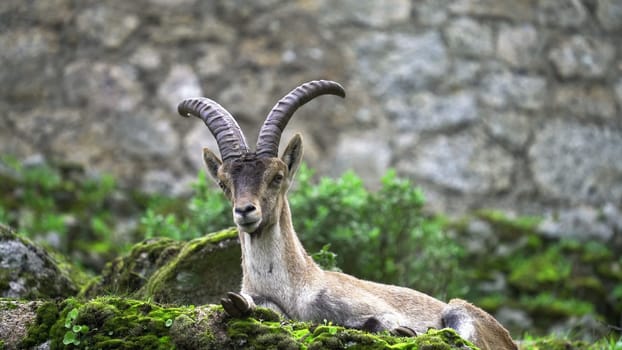 A regal ibex rests with grand horns, watchfully alert.