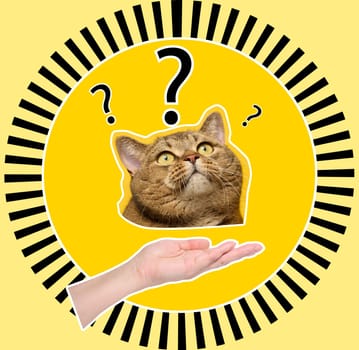 The cat's face looks up, question marks on a yellow background. Collage in pop art style