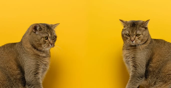 Sad cat looking down on a yellow background, copy space