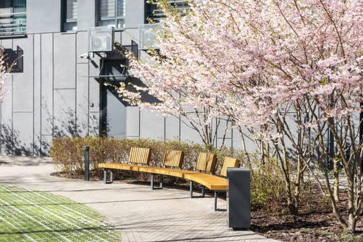 A cherry tree in an urban apartment on a fine day . High quality photo