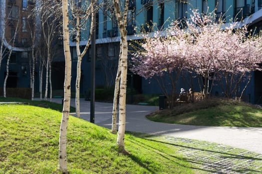 A cherry tree in an urban apartment on a fine day . High quality photo