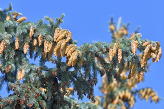 Blue spruce branch with large cones in a large quantities