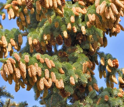 spruce branch with large cones in a large quantities