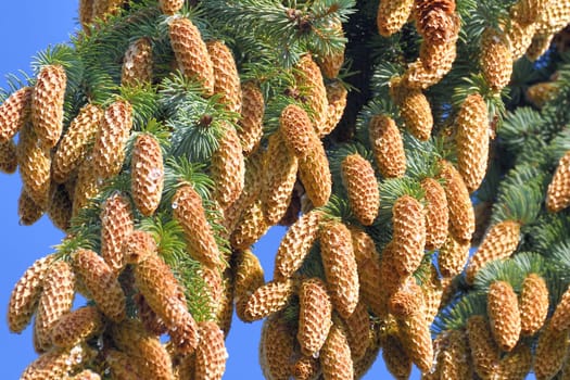 spruce branch with large cones in a large quantities