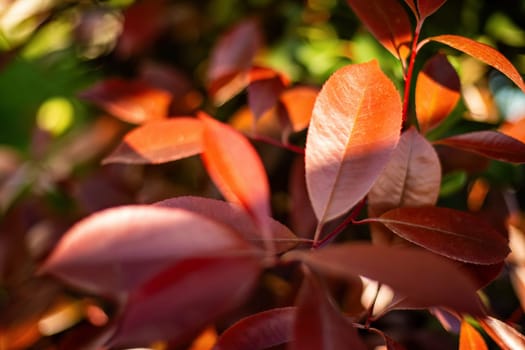 A detailed close-up of a vibrant plant with intense red leaves, displaying intricate patterns and textures under sunlight.