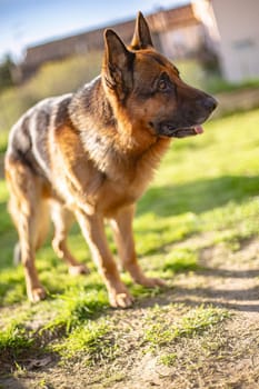 A majestic German Shepherd dog stands tall in the lush green grass, gazing out into the distance with a regal presence.