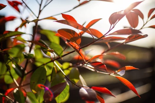 A close-up view of a majestic tree with vibrant red leaves, standing tall and proud in the midst of a woodland setting.