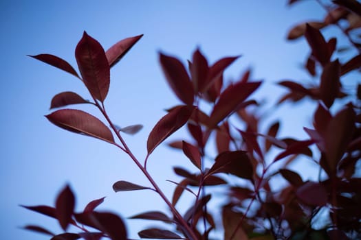 A close-up view of a majestic tree with vibrant red leaves, standing tall and proud in the midst of a woodland setting.