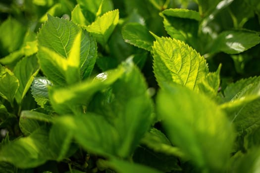 A sunlit close-up of vibrant green leaves, capturing the essence of plant life and growth.