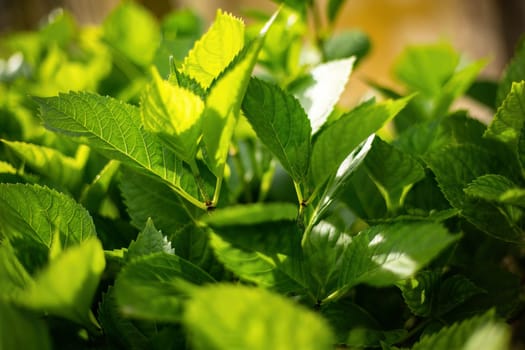 A sunlit close-up of vibrant green leaves, capturing the essence of plant life and growth.