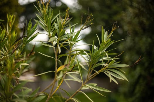 Detailed close-up of oleander leaves, showcasing the plant's vibrant greenery and texture.