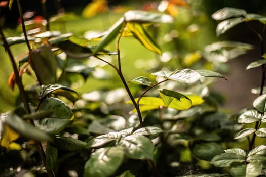 A detailed close-up of a lush green plant, showcasing its vibrant leaves and intricate patterns up close.