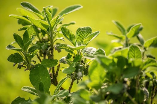 Close-up view of sage leaves, emphasizing the textured details and herbal freshness.