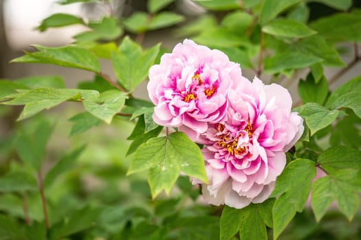 Exquisite Moutan peony flower in full bloom, showcasing its lush, layered petals.