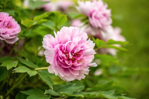 Exquisite Moutan peony flower in full bloom, showcasing its lush, layered petals.