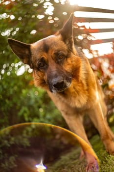 A majestic dog stands proudly atop a lush green field, basking in the warm sunlight and enjoying the vast expanse of nature.