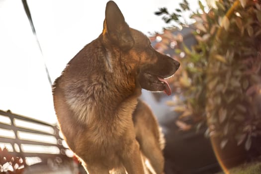 Adorable German Shepherd playing in the garden at sunset with golden sunlight bathing the scene.