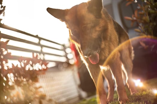 Adorable German Shepherd playing in the garden at sunset with golden sunlight bathing the scene.