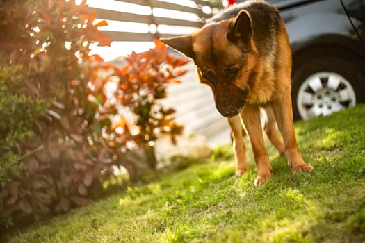 Adorable German Shepherd playing in the garden at sunset with golden sunlight bathing the scene.