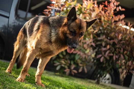 Adorable German Shepherd playing in the garden at sunset with golden sunlight bathing the scene.