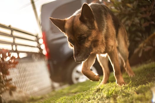 Adorable German Shepherd playing in the garden at sunset with golden sunlight bathing the scene.