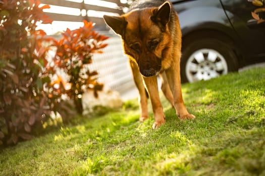 Adorable German Shepherd playing in the garden at sunset with golden sunlight bathing the scene.