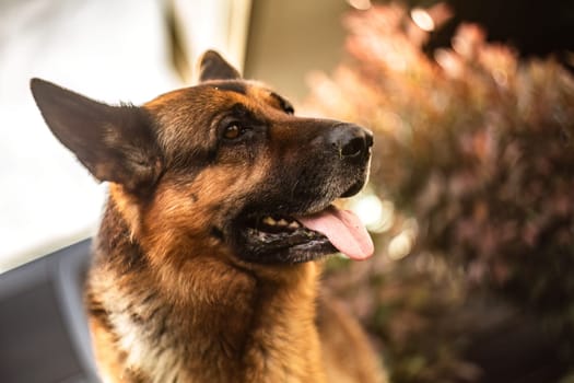 Adorable German Shepherd playing in the garden at sunset with golden sunlight bathing the scene.