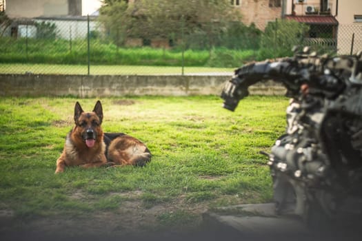 A dog finds rest next to an old car engine outside a workshop, blending nature with machinery.