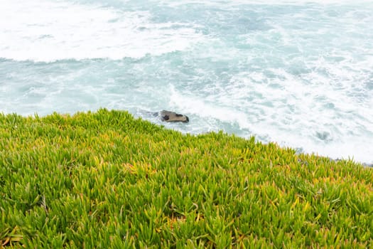 Coronado Beach. Sea or Ocean Waves along Green Grass, Plant on Pacific coast line in San Diego, USA, California. Wallpaper, Scenic Backdrop. Horizontal Plane