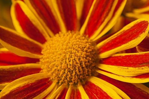 Macro image of bright Chrysanthemum flowers