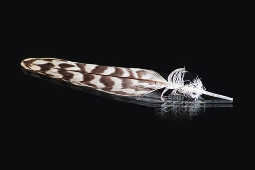 A single feather with reflection isolated on a black background