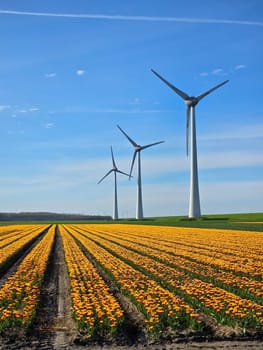 Windmill park in a field of tulip flowers in Spring, view of windmill turbines on a Dutch dike generating green energy electrically, windmills isolated at sea in the Netherlands.