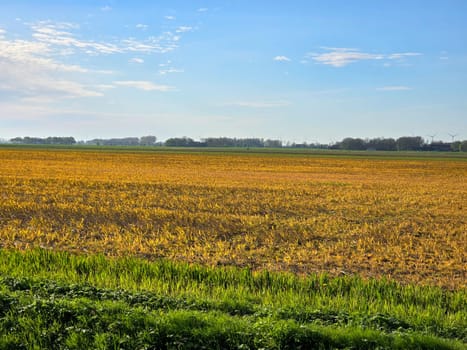 Glyphosate on farmland in the Netherlands, Effect of glyphosate herbicide sprayed on grass weeds prepare for new farm season on agriculture field, Glyphosate herbicide used to control weeds in crops