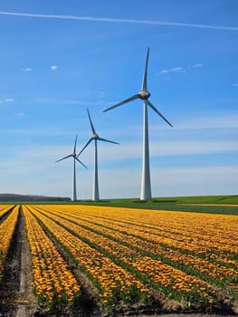 Windmill park in a field of Spring flowers, view of windmill turbines on a Dutch dike generating green energy electrically, windmills isolated at sea in the Netherlands. tulip field