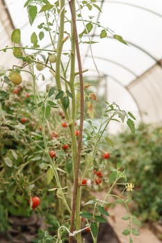 Tomatoes are hanging on a branch in the greenhouse. The concept of gardening and life in the country. A large greenhouse for growing homemade tomatoes