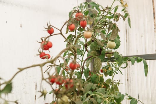 Tomatoes are hanging on a branch in the greenhouse. The concept of gardening and life in the country.